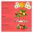 All Natural - Chamomile & Calendula Natural Organic Soap Bars, 100g - back