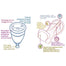 Kind Organic - Menstral Cup ,Size 2  - back