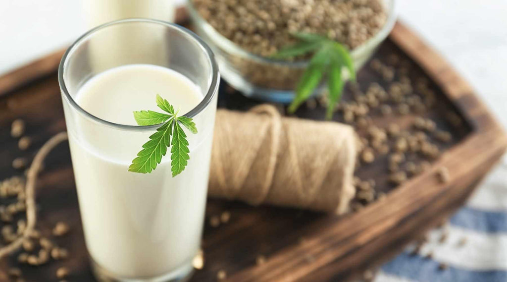 Hemp Milk - Uses, Benefits, and Nutrition Facts