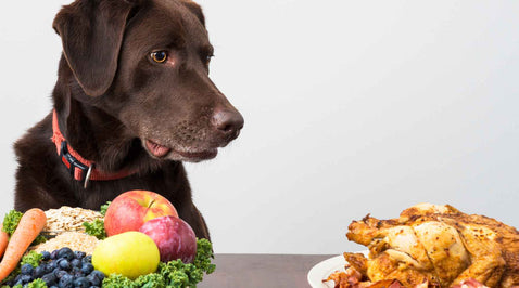 Can Dogs Be Vegan? Everything You Need To Know