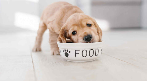 Top Vegan Dog Food Brands: Nourishing Your Canine Companion